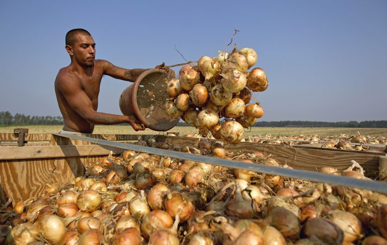 A field worker empties a bucket of Vidalia onions into a waiting truck in Lyons, Ga., earlier this summer. (AP Photo/David Goldman)