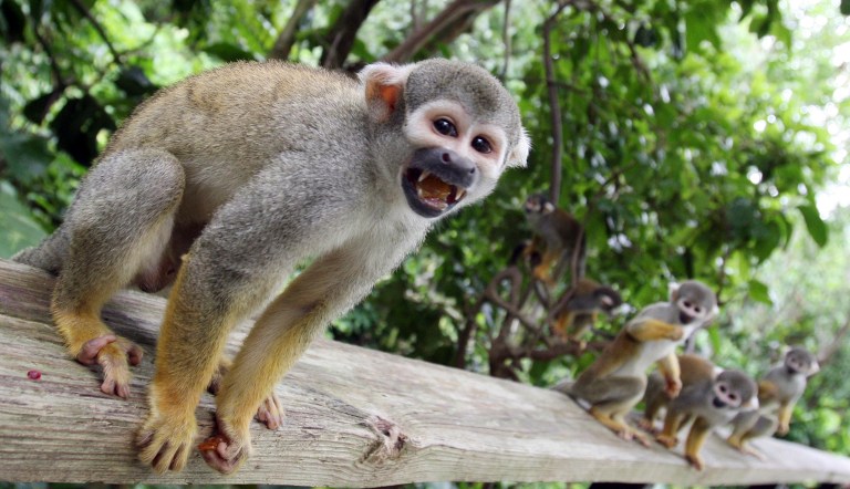 The Monkey Jungle includes squirrel monkeys like those pictured above. (AP Photo/Alan Diaz)