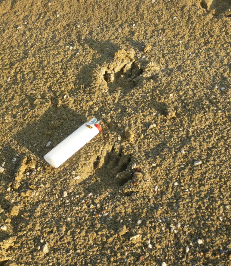 Footprints of a banana rat, with a lighter as a reference point. (Tim Mak/Washington Examiner)