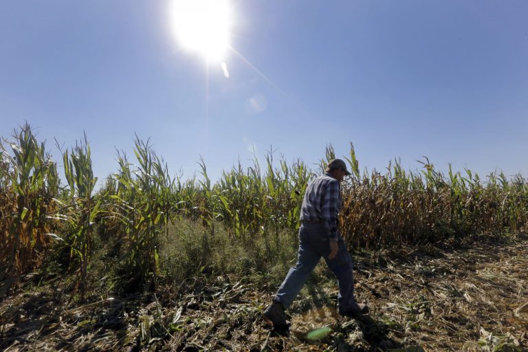 FILE  - In this Oct. 16, 2013 file photo, Larry Hasheider walks along one of his corn fields on his farm in Okawville, Ill. Cuts in food stamps, continued subsidies to farmers and victories for animal rights advocates. The massive farm bill heading toward final passage this week has broad implications for just about every American from the foods we eat to what we pay for them. Five things you should know about the legislation. (AP Photo/Jeff Roberson, File)