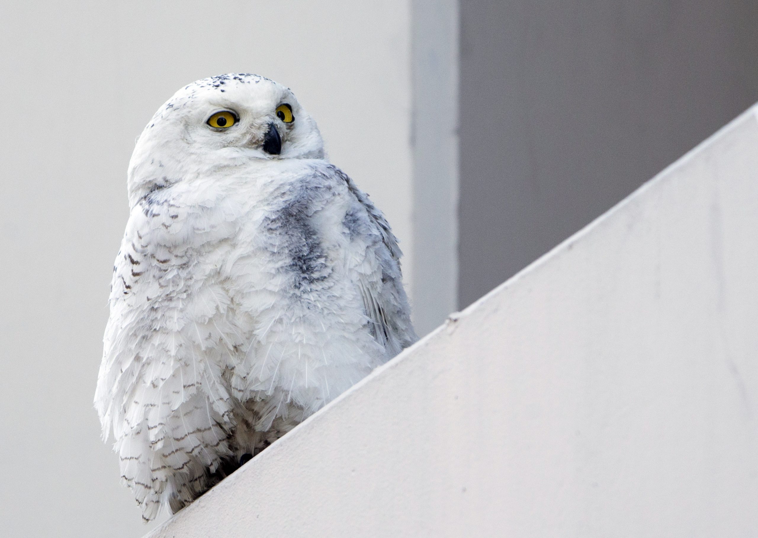 Snowy owl hit by bus in DC, taken to National Zoo