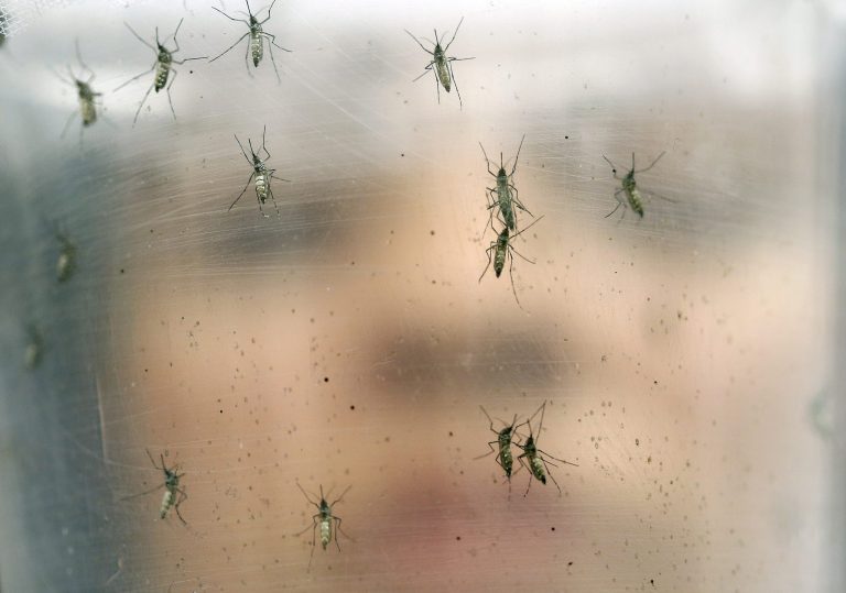 World Health Organization will do a pilot project to see if modified mosquitoes can wipe out virus carriers. (AP Photo/Andre Penner, File)