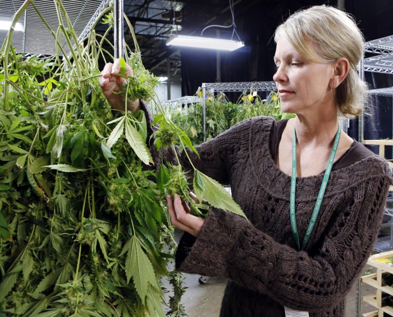 In this Thursday, Feb. 6, 2014 photo, Meg Sanders inspects drying marijuana at her grow house in Denver. The agriculture tax questions facing the marijuana industry are the latest wrinkle for the states flouting federal drug law and trying to establish commercial recreational pot industries. The states have settled how to tax marijuana once it's dried and ready to smoke. But they're still debating how to tax it while it's growing. (AP Photo /Ed Andrieski)