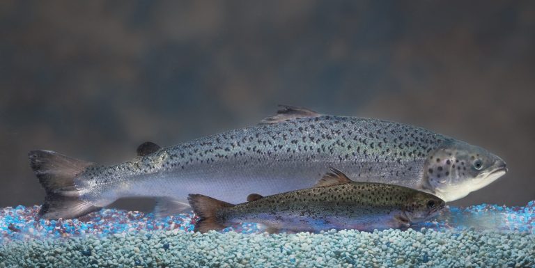   This undated 2010 handout photo provided by AquaBounty Technologies shows two same-age salmon, a genetically modified salmon, rear, and a non-genetically modified salmon, foreground. Salmon that's genetically modified to grow twice as fast as normal could soon show up on your dinner plate â if the company that makes the fish can stay afloat. (AP Photo/AquaBounty Technologies) NO SALES  