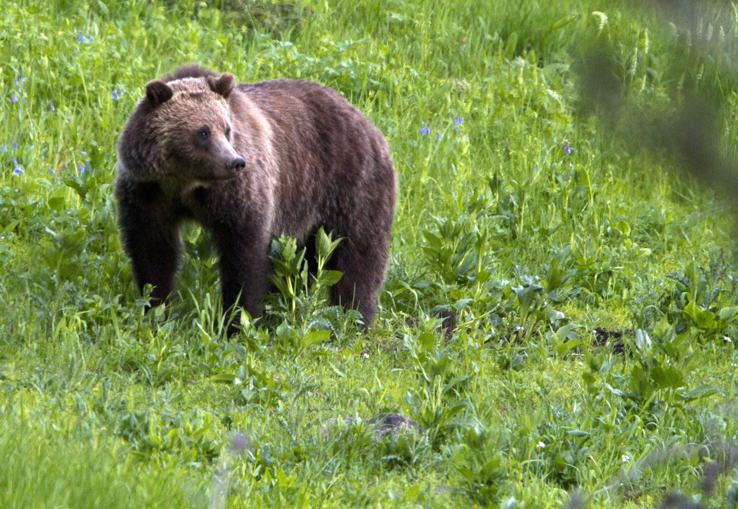 Grizzly managers look toward bear hunts in Rockies