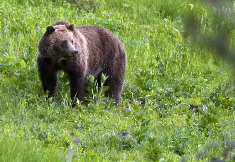   FILE - This July 6, 2011 file photo shows a grizzly bear roaming near Beaver Lake in Yellowstone National Park, Wyo. Wildlife managers in the Northern Rockies are laying the groundwork for trophy grizzly bear hunts in the Northern Rockies as the government moves toward lifting the animals' threatened species status. (AP Photo/Jim Urquhart, File)  