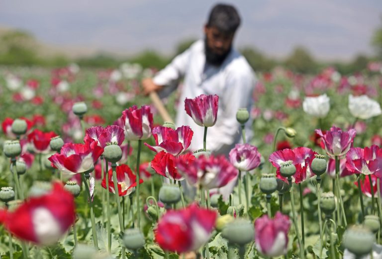 More than 90 percent of the world's opium poppy is produced in Afghanistan. (AP/Rahmat Gul)