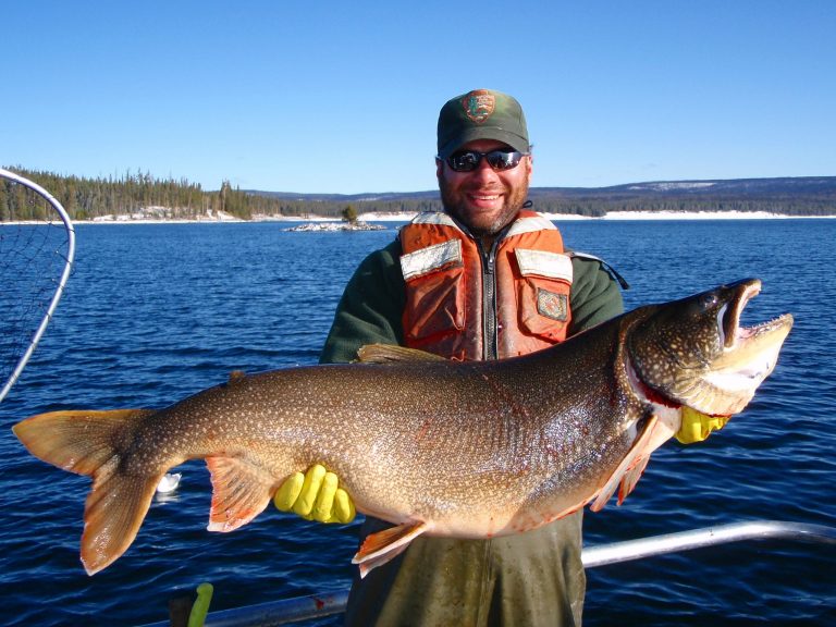 In this photo taken on 2003 and released by the National Park Service. Brian Ertel, a fisheries biologist at Yellowstone National Park, holds a netted lake trout caught from Yellowstone Lake in Wyoming.  Scientists say they voracious species of trout that entered Yellowstone Lake and decimated its native trout population appears to be in decline following efforts to kill off the invading fish. (AP Photot/National Park Service)