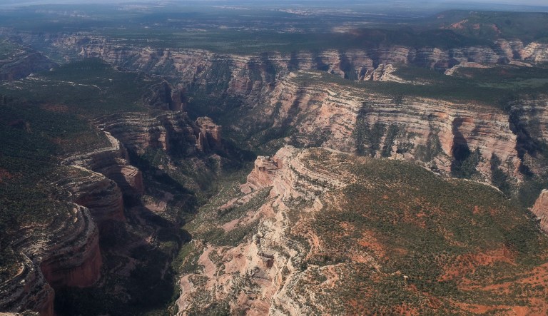 Researchers found remains of crocodile-like animals called phytosaurs in an area that President Trump cut off from the Bears Ears National Monument in Utah. "Based on our small, initial excavation, we believe that this 63-meter site may be the densest area of Triassic period fossils in the nation, maybe the world," one researcher said.