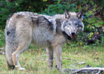 Grey wolf (Photo: Oregon Dept. of Fish and Wildlife)