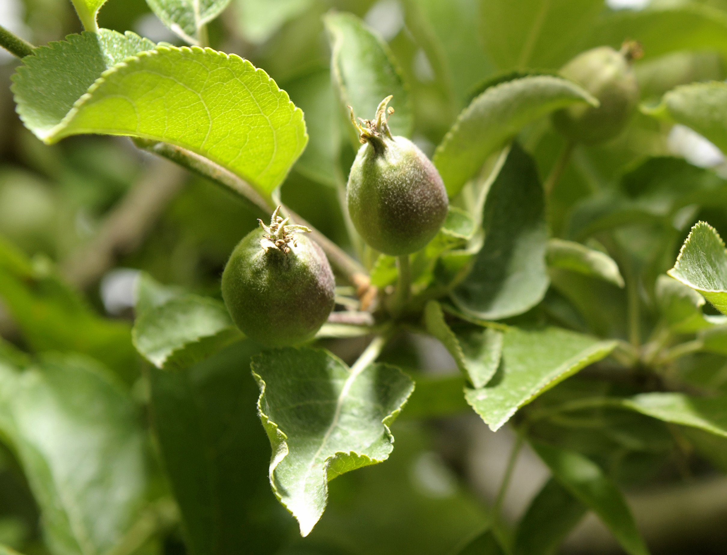 Harsh winter damages Michigan’s fruit trees, vines