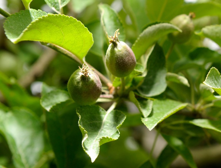 This June 2, 2010 photo shows marble-size Golden Delicious apple blossoms, in Armada Township, Mich. Michigan's heavy snowfall and bitter cold winter have damaged some fruit trees and vineyards, according to a leading state farm group. The late thaw is finally allowing fruit farmers to assess damage from the cold and heavy snow, the Michigan Farm Bureau said in a report Friday, April 4, 2014. (AP Photo/Detroit News, Todd McInturf)