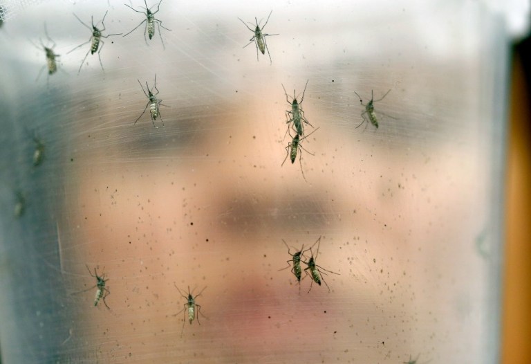 The bill seeks to expedite the use of pesticides in mosquito-prone areas to combat the Zika virus, which is carried by two types of mosquitoes. (AP Photo)