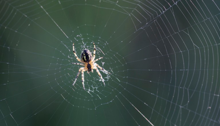 Biology professor Ingi Agnarsson said he hopes the celebrity names helps make science more relatable to a younger generation and spurs further discovery. (iStock by Getty Images)
