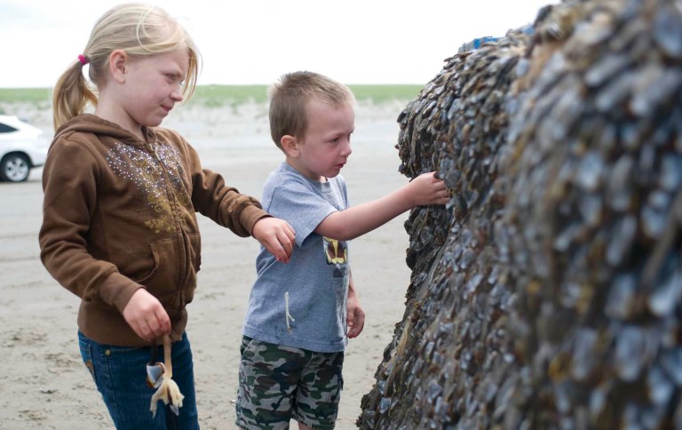   Jillian Custard, 6, and her brother Tyler, 4, of Phoenix, Ariz., pick through the thick carpet of gooseneck barnacles growing on the bottom of a plastic fish bin discovered on Sunset Beach in Warrenton, Ore. on Monday, June 11, 2012. The bin, which had Japanese writing on it, is believed to be debris from the tsunami. (AP Photo/The Daily Astorian, Alex Pajunas)  