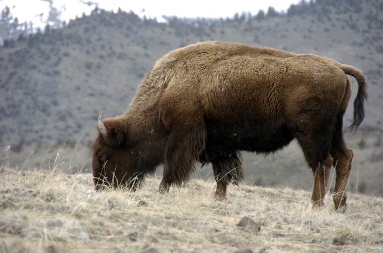 In addition to declaring the bison the national mammal, the law enumerates the cultural, historical and economic importance of the bison to the U.S. (AP Photo)