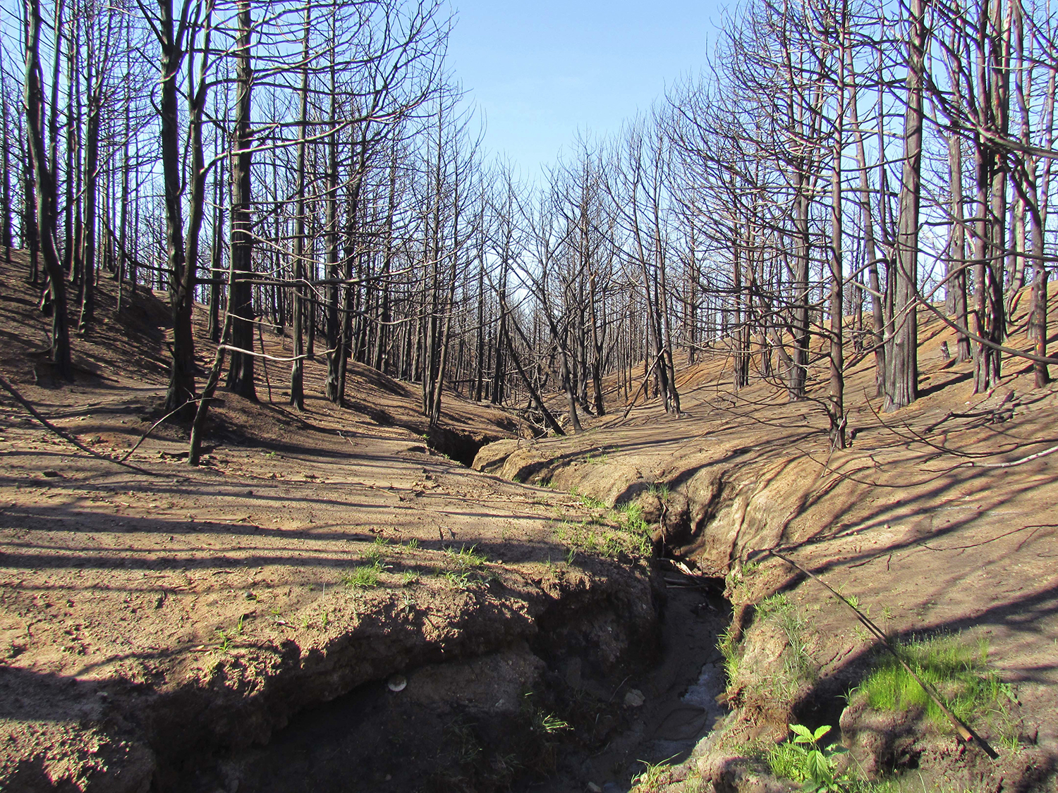 The mouse that won’t stop roaring