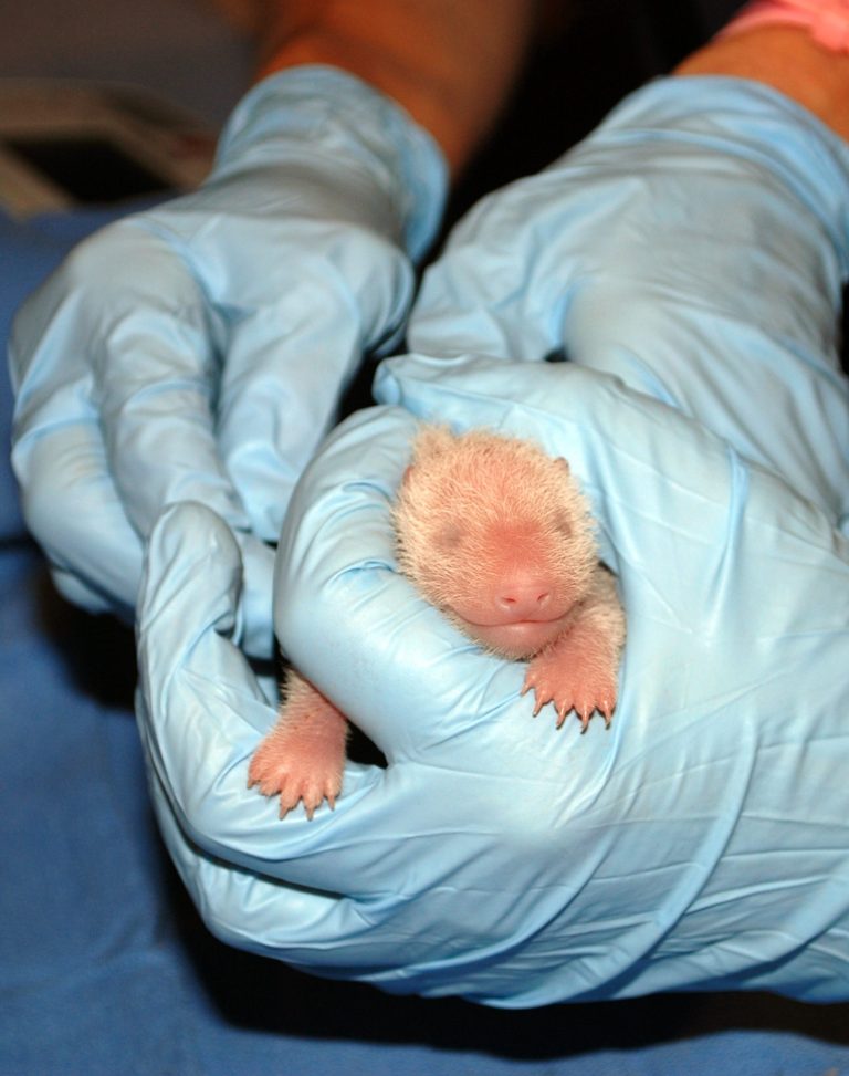   In this photo provided by the Smithsonian's National Zoo, a member of the panda team at the Smithsonianâs National Zoo performs the first neonatal exam Sunday, Aug. 25, 2013, on a giant panda cub born Friday, Aug. 23, in Washington. The cub appeared to be in excellent health, zookeepers reported after a 10-minute physical exam Sunday morning. (AP Photo/ Smithsonian's National Zoo, Courtney Janney)   