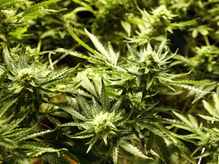 Support for ballot measures legalizing medical marijuana and similar efforts (like the newly enacted Charlee's Law in Utah legalizing medical cannabis oil) transcends political lines.ÃÂ (AP Photo/Ed Andrieski, file)