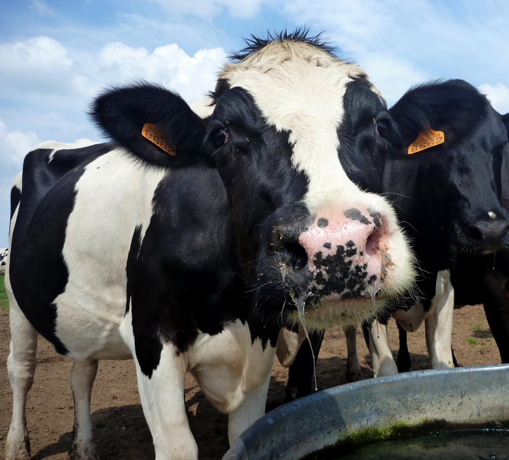 What Mad Cow Disease Tells Us About Brexit