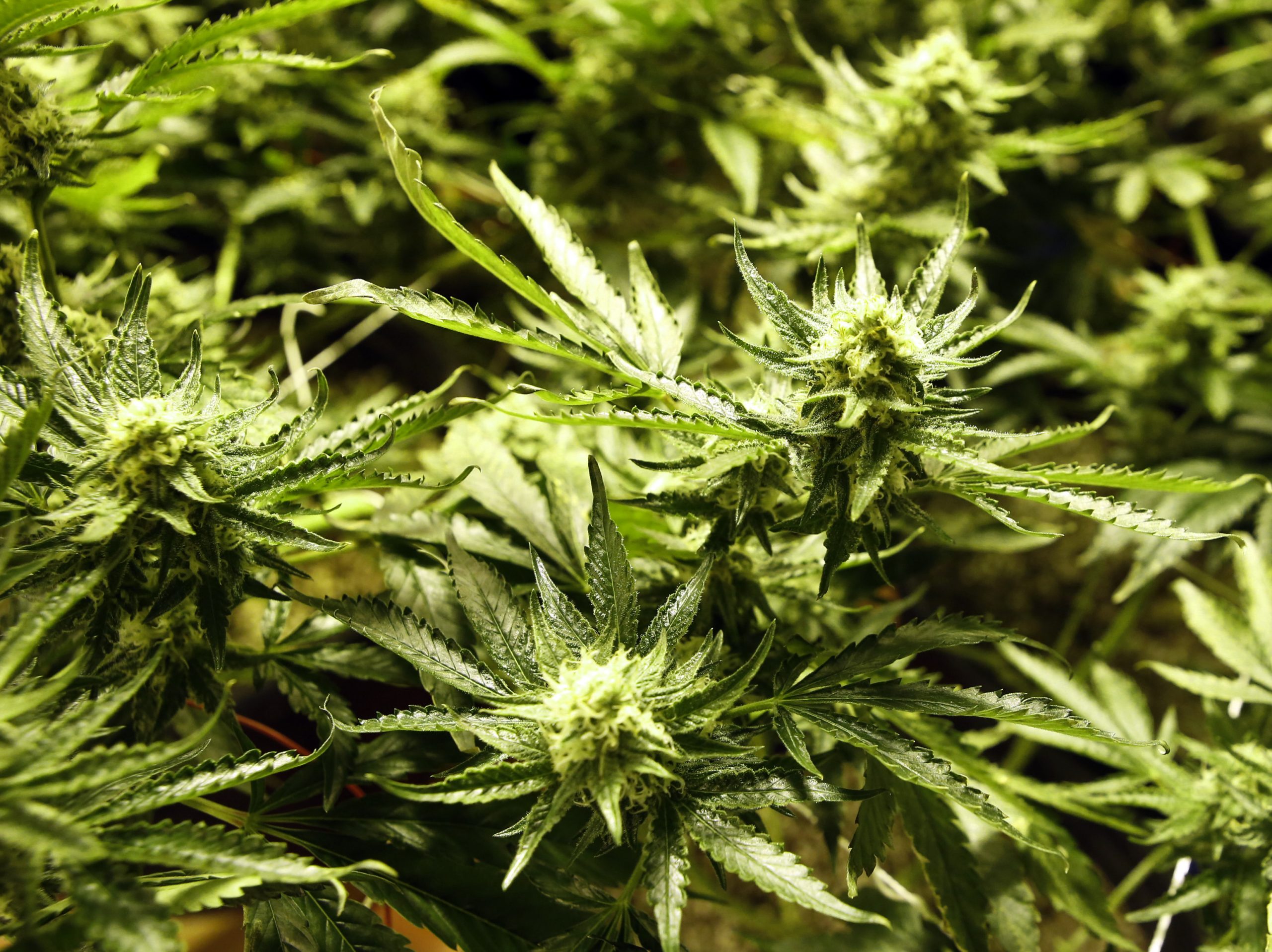 Pot debates continue even where it’s legal