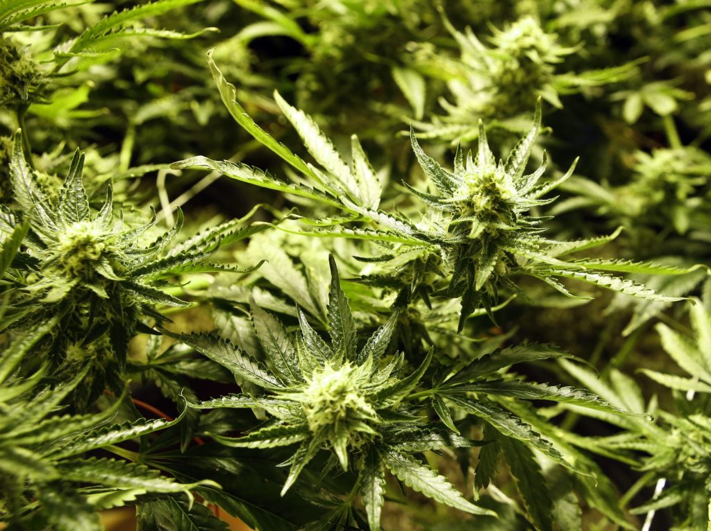 Pot debates continue even where it’s legal