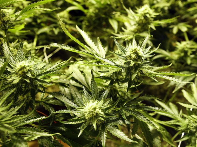 Marijuana matures in ideal conditions at the Medicine Man dispensary and grow operation in northeast Denver. (AP/Ed Andrieski)