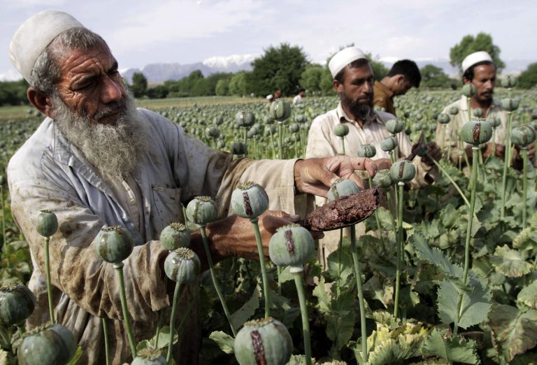 Afghan farmers collect raw opium as they work in a poppy field in Khogyani district of Jalalabad, east of Kabul, Afghanistan. (AP Photo/Rahmat Gul, File)