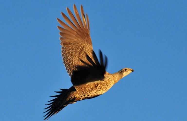 This Nov. 12, 2014 photo provided by the U.S. Fish and Wildlife Service shows a Greater Sage Grouse flying at the Seedskadee National Wildlife Refuge in Wyoming. (AP Photo/U.S. Fish and Wildlife Service,Tom Koerner)