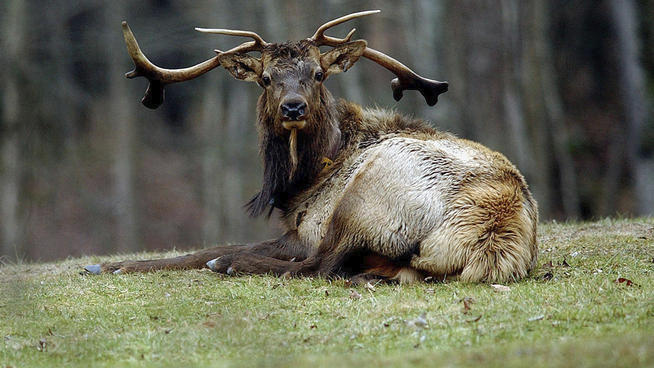 Hard to find elk would be easier to locate with drones. AP Photo