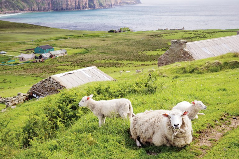The Distant Music of the Orkney Islands