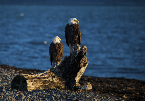 There have been 85 confirmed bald and golden eagle deaths attributed to wind turbines in the past 13 years, according to a study by a group of biologists working for the U.S. Fish and Wildlife Service that was released in September. (Photo: Thinkstock)