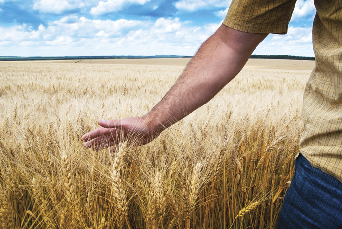 Farmers in the United States benefit from hundreds of government programs. (iStock)