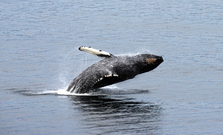 Green groups say fisheries service didn't take global warming seriously enough with the humpback. (AP Photo/Scott M. Lieberman, MD)