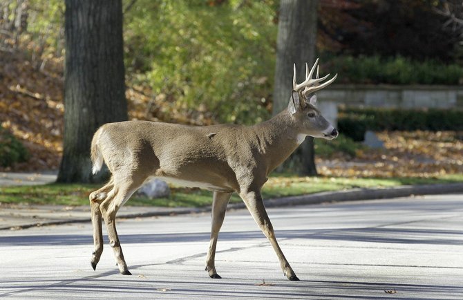 A male White-tailed deer crosses the street. (AP Photo/Amy Sancetta)