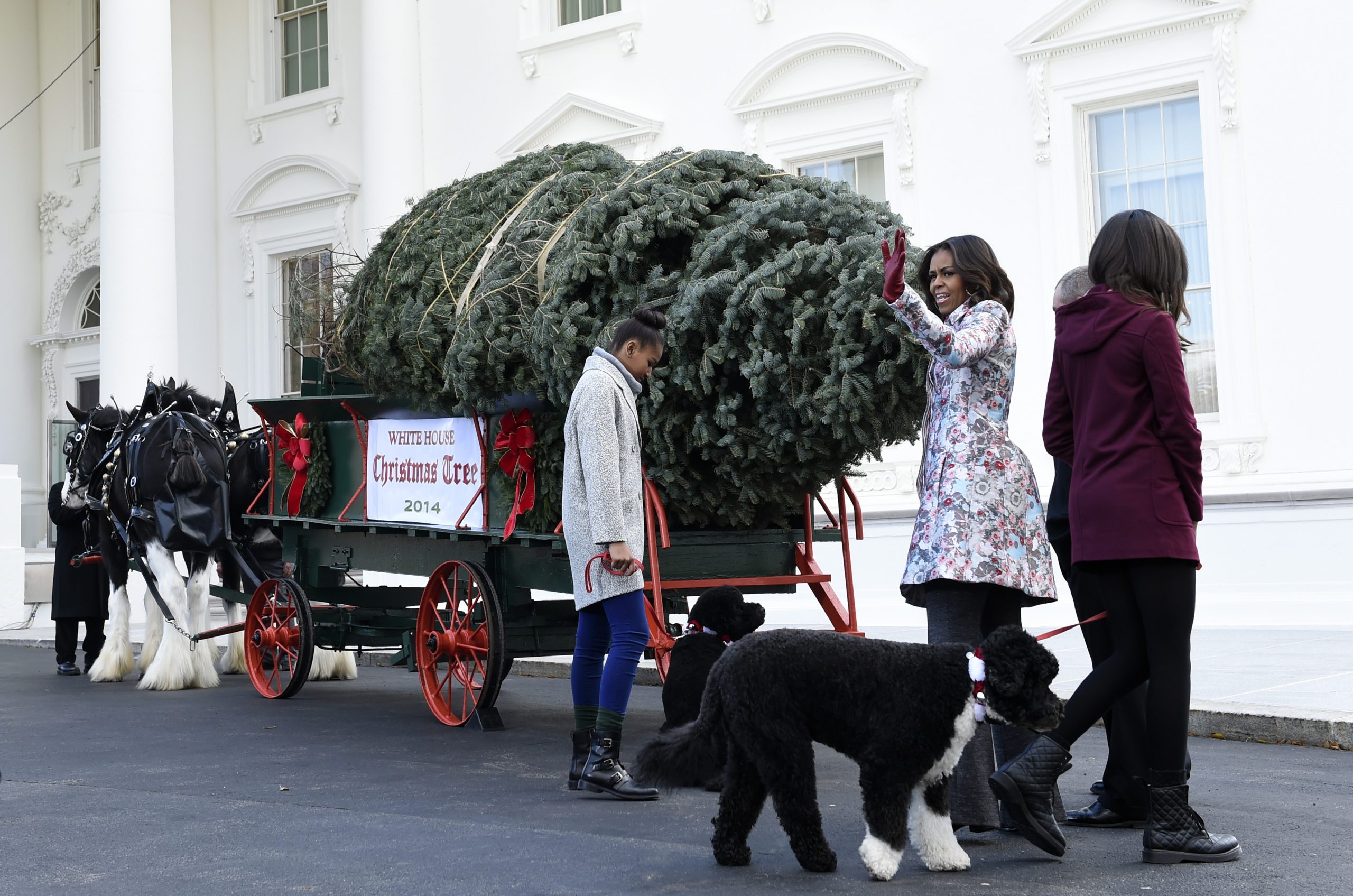 White House Christmas tree unveiled