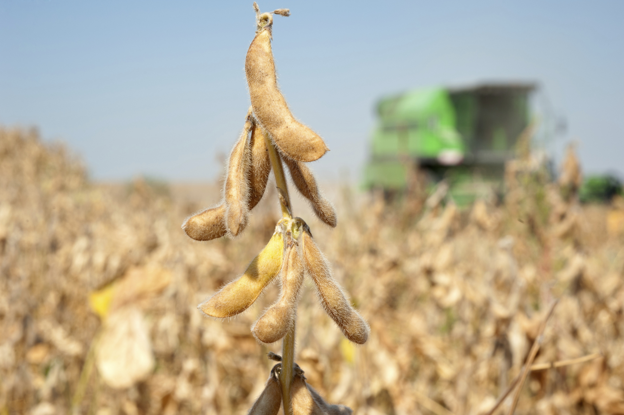 Trans fat ban seen threatening 4 million acres of soybean demand