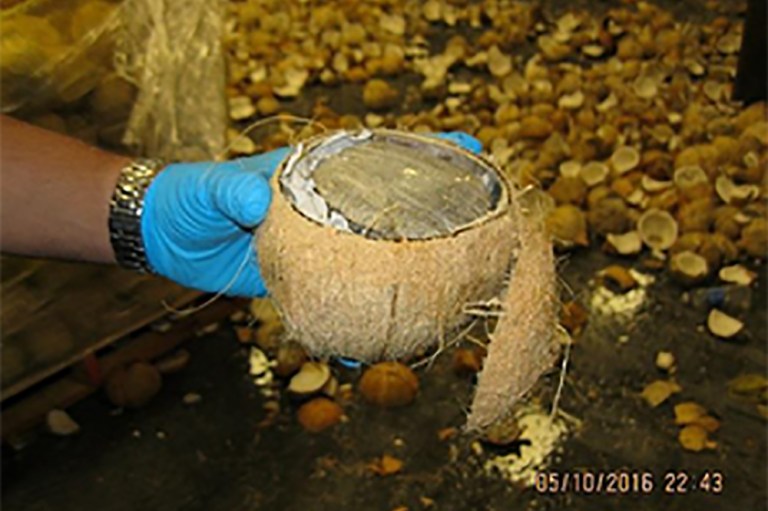 More than an estimated $285,000 of alleged marijuana was stuffed into the fresh tropical fruit. (Photo courtesy of U.S. Customs and Border Protection)