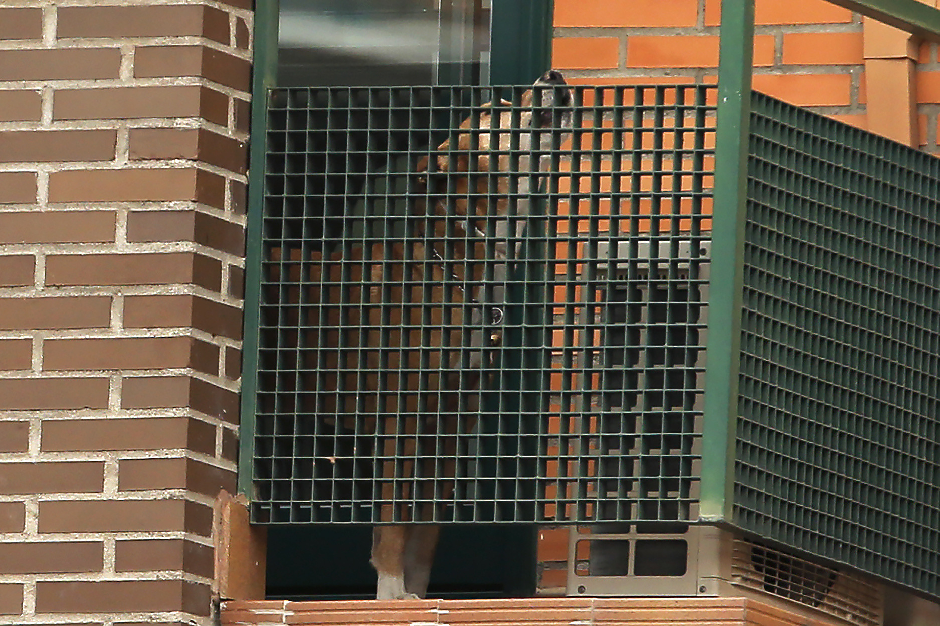 Spain euthanizes pet dog of Ebola-infected woman