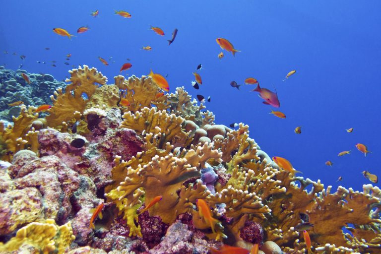 The White House is preparing to expand protections for a swath of the Pacific Ocean that would bar energy development, fishing and other activity in the area. The epicenter is the Pacific Remote Islands Marine National Monument, a marine sanctuary designated in 2009 by former President George W. Bush, in the south-central Pacific Ocean. (Thinkstock)