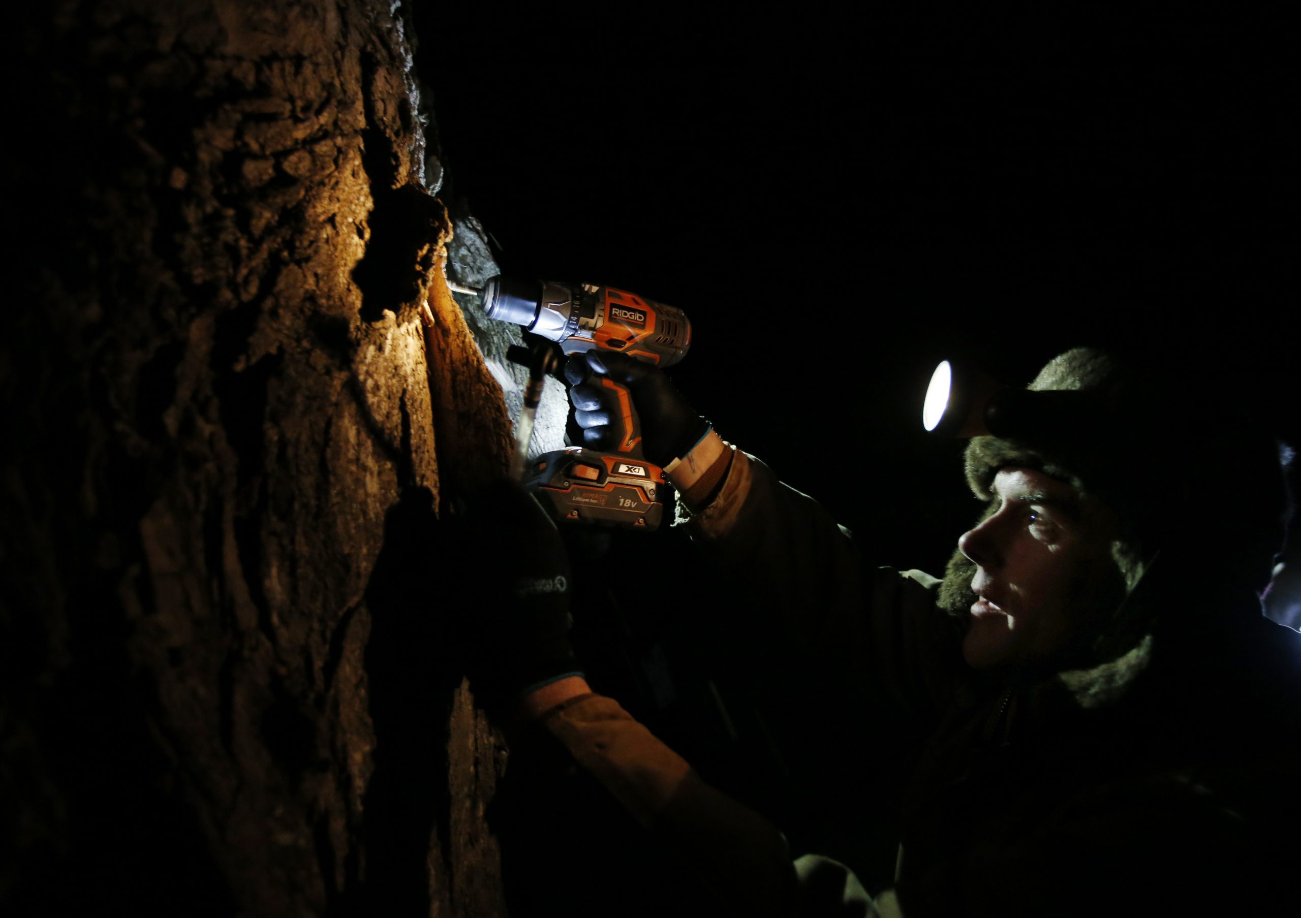 Slow start to maple season in chilly Massachusetts
