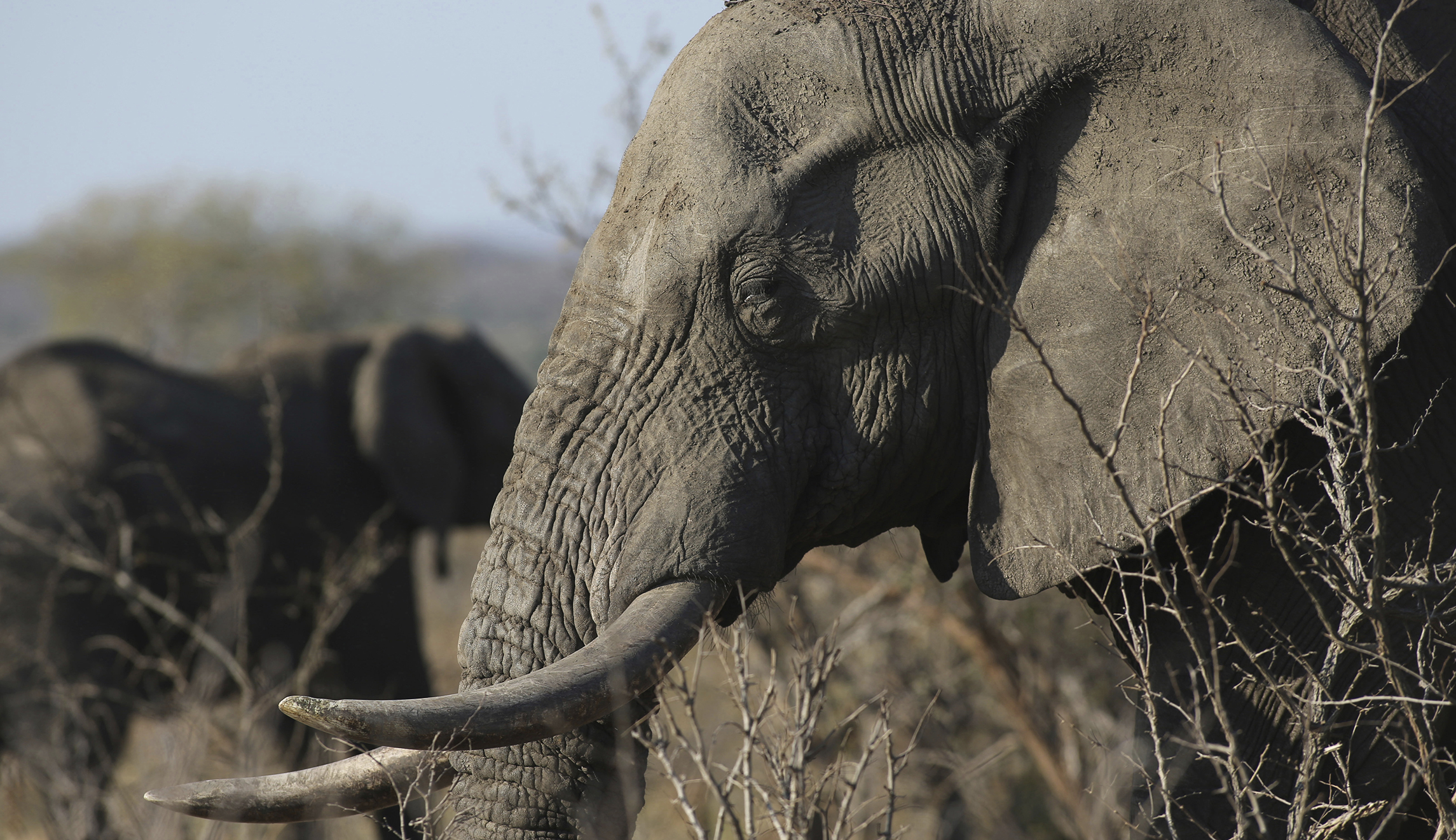 More than 300 elephants killed by toxin, not poaching, says US official