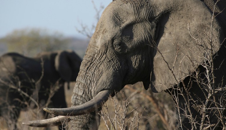 A White House aide, and others following the issue, say Trump did not know about the administration's decision to lift the trophy ban until he saw news reports, which were mostly critical of the move. (AP Photo/Denis Farrell, FILE)