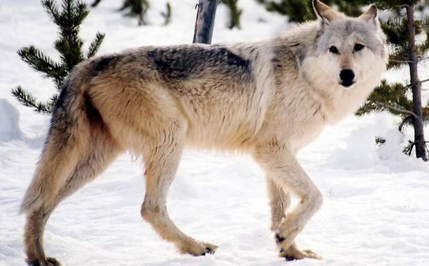 Scientists working for the Fish & Wildlife Service should not be allowed to keep work-product produced on tax-funded projects out of the public view, according to Washington Examiner columnist Ron Arnold. Above is a gray wolf in Wymoming, a species that environmentalists worry could be over-hunted and driven to extinction. (AP Photo) 