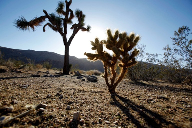 The designation of roughly 1.8 million acres of public land as national monuments is actually three distinct new landmarks: Mojave Trails National Monument, Sand to Snow National Monument and Castle Mountains National Monument. (AP Photo)