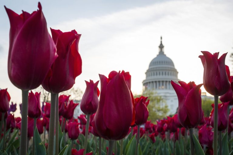 Tulips bloom in front of the Capitol in Washington. Congress gets back to work Monday, April 28, after a two-week vacation, and it's looking like lawmakers will do what they do best: the bare minimum. Forget immigration, a tax overhaul, stiffer gun checks. They're all DOA. Raising the minimum wage or restoring lost unemployment benefits? Not going to happen. Forcing government approval of the Keystone XL pipeline? Veto bait. (AP Photo/J. David Ake)