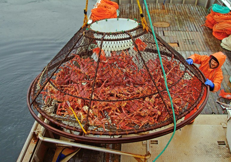 FILE - In this Nov. 6, 2005 file photo, Ralph Strickland guides a crab pot full of red king crabs onto the deck of F/V Frigidland during the current fishery in the waters off of Juneau, Alaska. The release of carbon dioxide into the air from factory smokestacks to the tailpipe on your car could pose a risk to red king crab and other lucrative fisheries in Alaska, a new report says. The research, led by the National Oceanic and Atmospheric Administration, was to be published Tuesday, July 29, 2014,  in the online journal Progress in Oceanography. (AP Photo/Klas Stolpe, File)