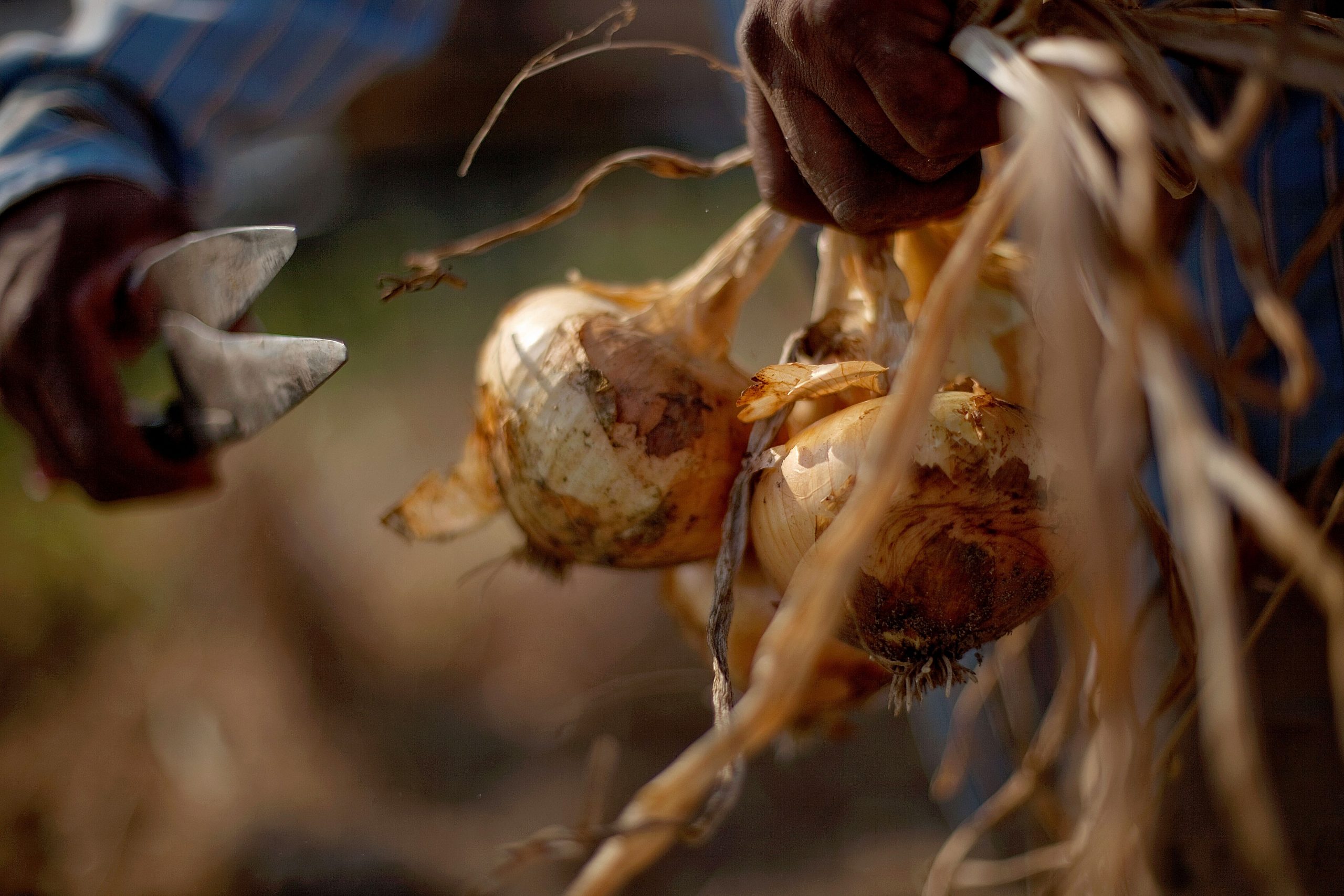 Ga. judge won’t stop new Vidalia onion rule