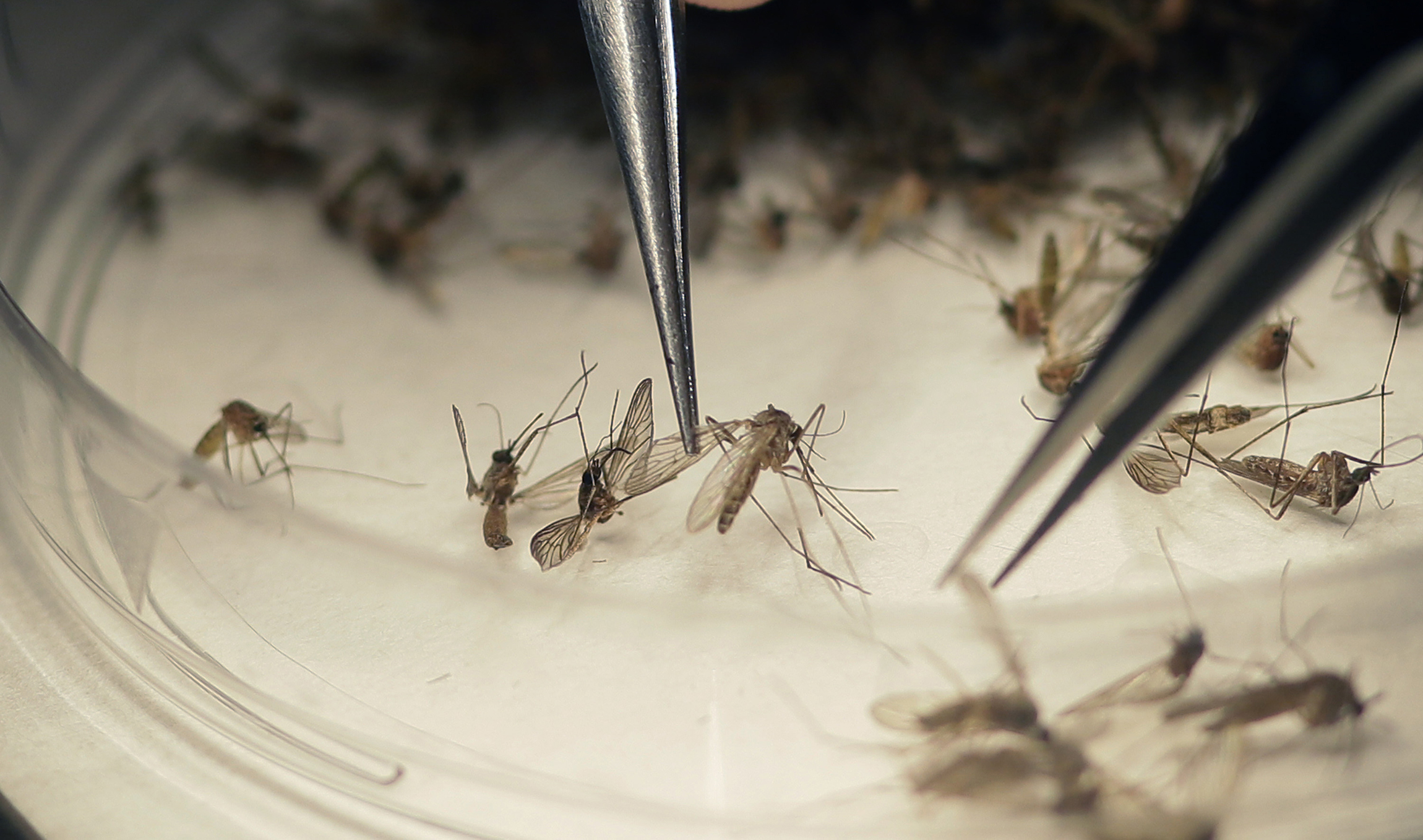 Dozens of health groups demand Zika funding