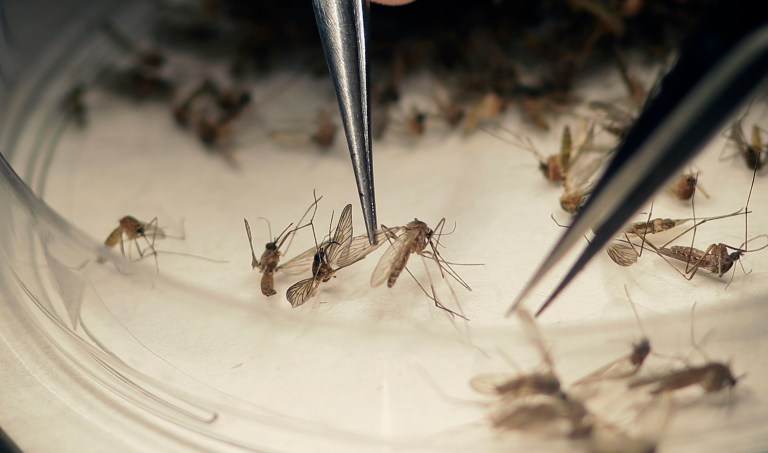 More than 50 associations ask congressional leaders to pass a funding bill before Zika spreads more. (AP Photo/LM Otero, File)